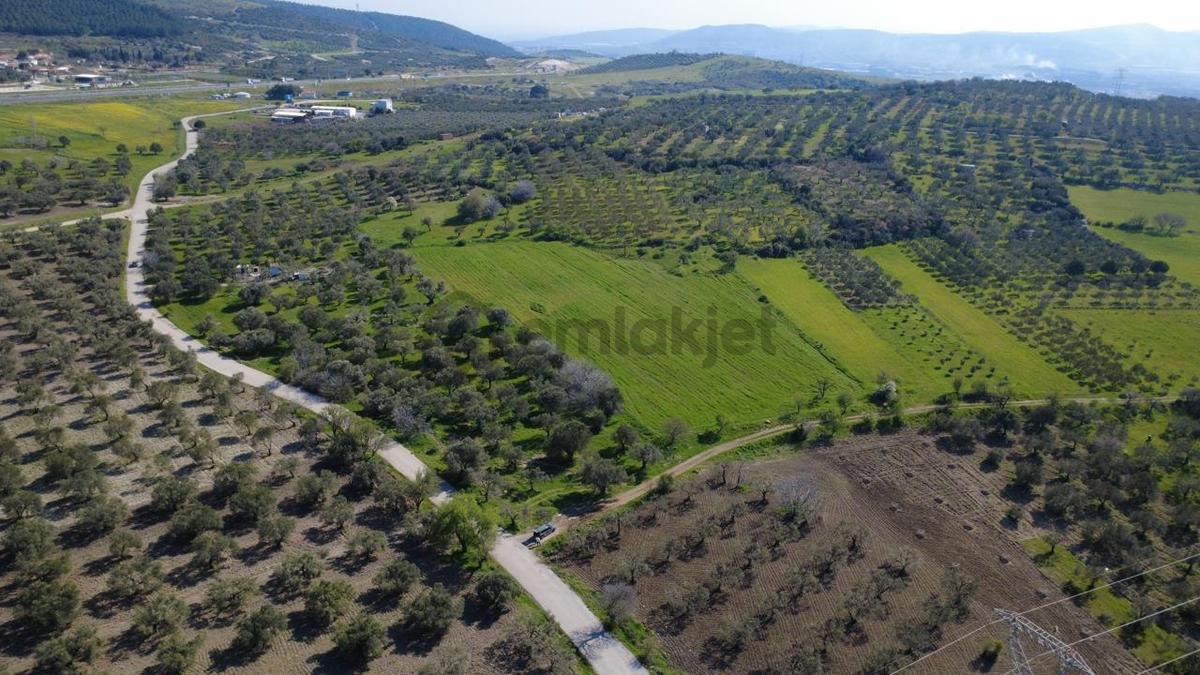 Samurluda 10500m2 Satılık Yolu Olan Tarla - 9
