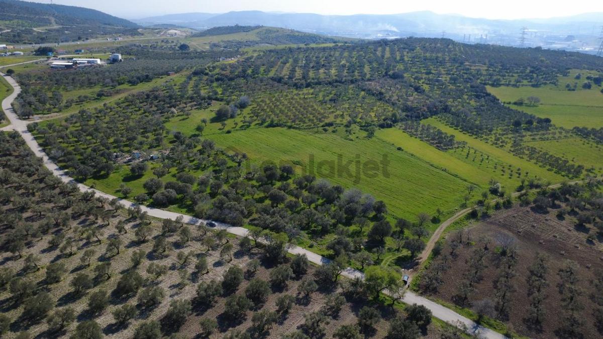 Samurluda 10500m2 Satılık Yolu Olan Tarla - 8