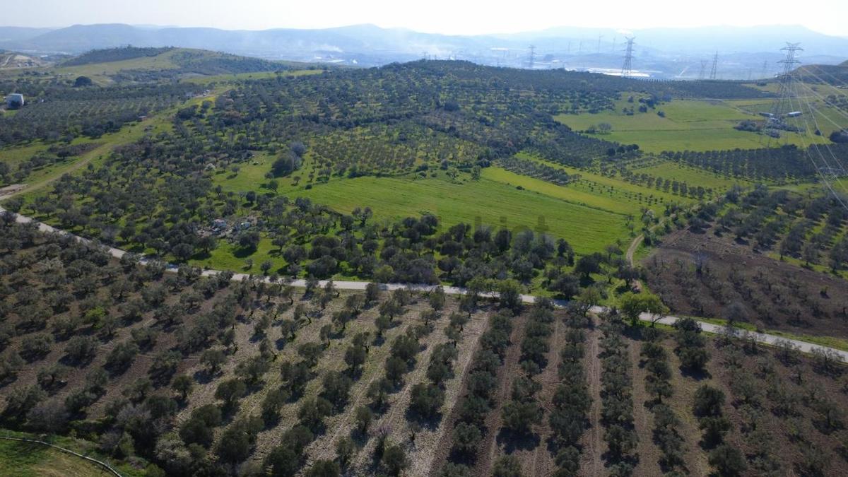 Samurluda 10500m2 Satılık Yolu Olan Tarla - 6