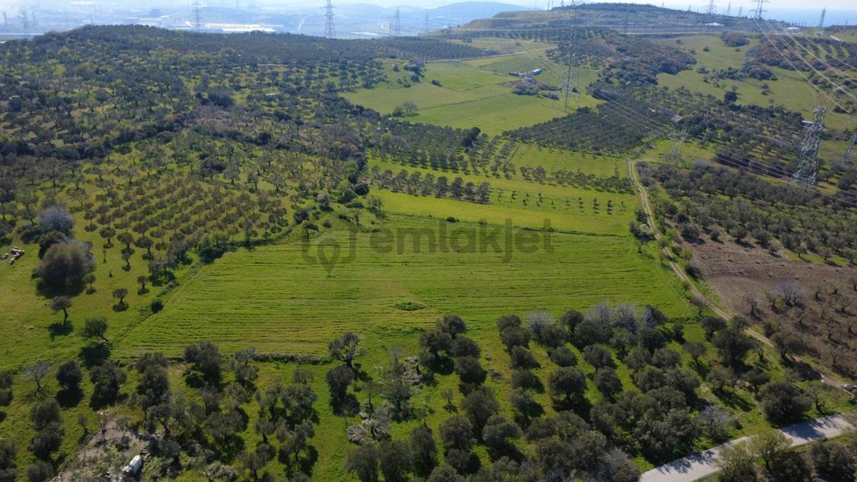 Samurluda 10500m2 Satılık Yolu Olan Tarla - 21