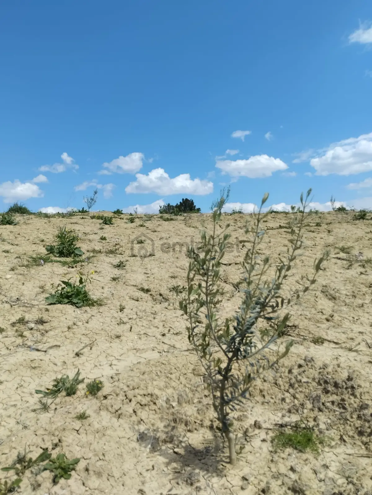 Sahibinden Mersin Mut Zeytin Bahçesi, 3 Tarafı Orman - 8