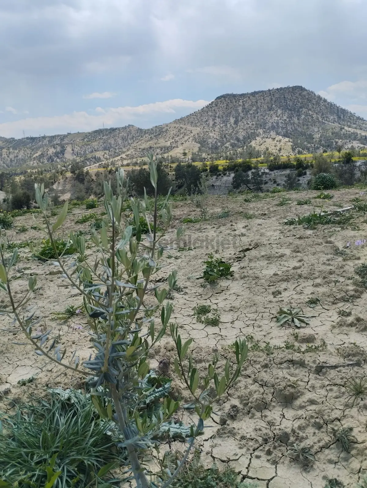 Sahibinden Mersin Mut Zeytin Bahçesi, 3 Tarafı Orman - 13