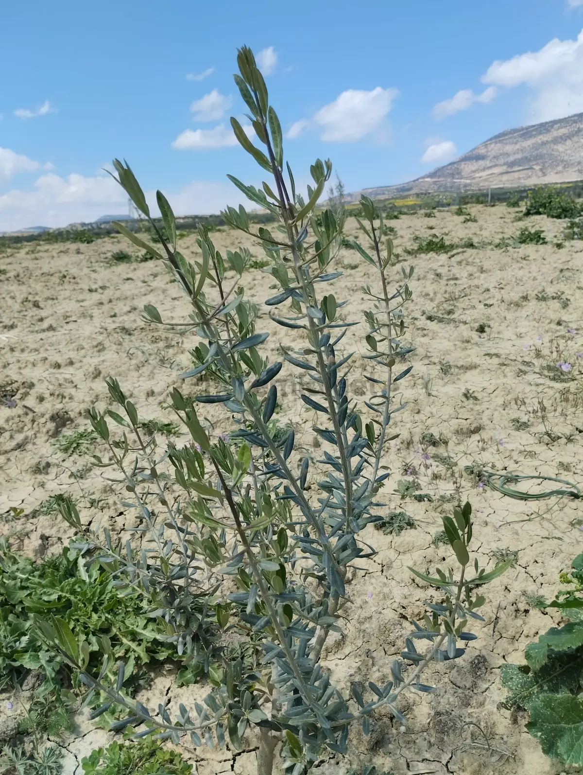 Sahibinden Mersin Mut Zeytin Bahçesi, 3 Tarafı Orman - 11