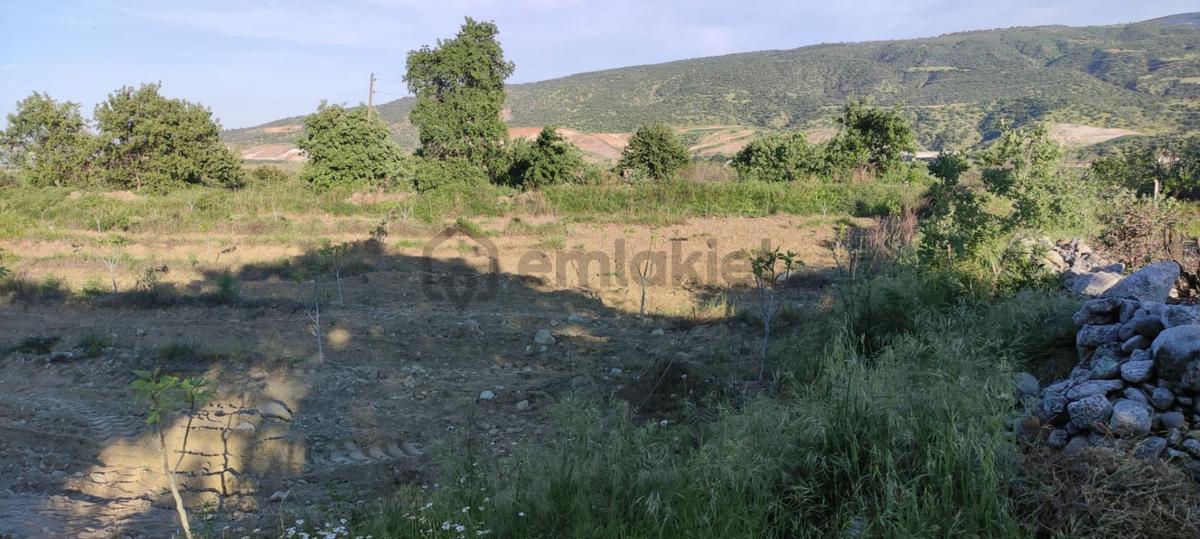 Lider'den Kuyucak Gencellide 4760 M2 Satılık İncir Bahçesi - 15