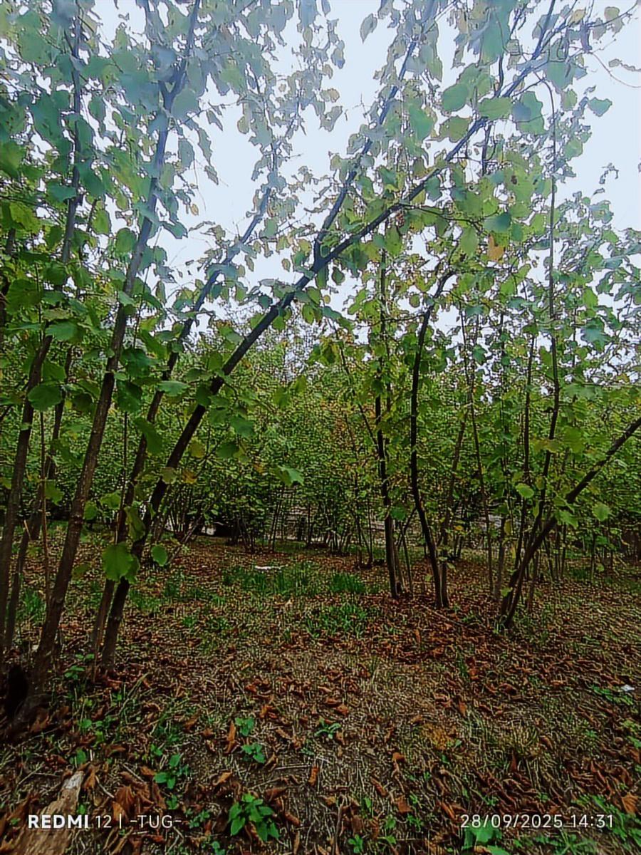 Acil Düzce Golormani Köyünde Satılık Arsa - 22