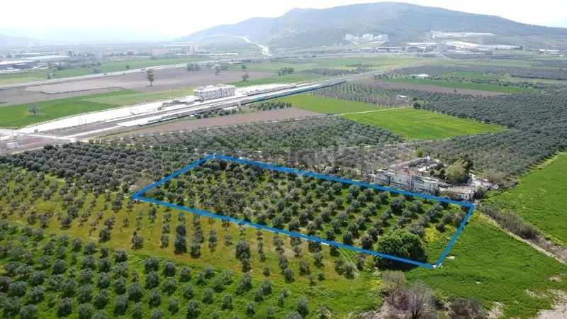 Reşatbeyde İmara Yakın Zeytinlik - 4