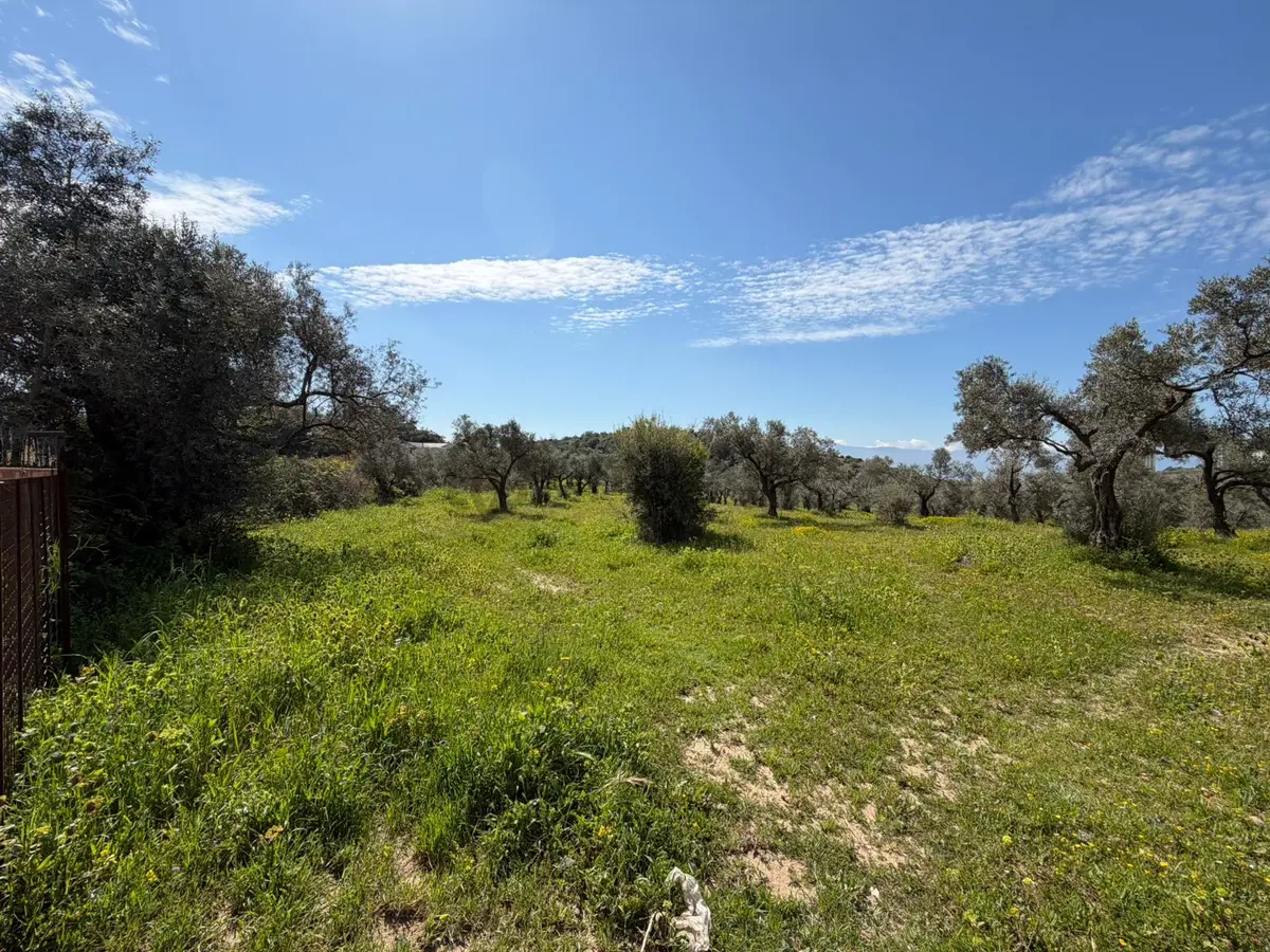 Şehır Merkezıne Yakın 15.033 M² Satılık Zeytınlık - 11