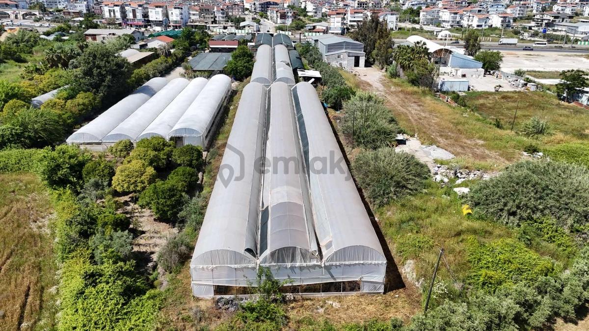 Acil Devren Kiralık Sera 5,373 M2 Alana İçinde Yapı Ofis Mevcut - 5