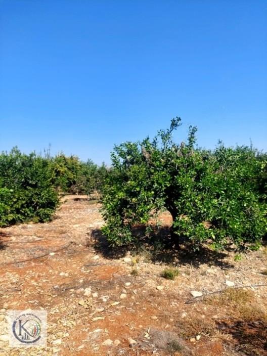 Akdam Köyü'nde Satılık 4.833 M Bakımlı Bahçe - 6