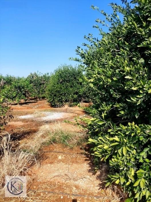 Akdam Köyü'nde Satılık 4.833 M Bakımlı Bahçe - 3