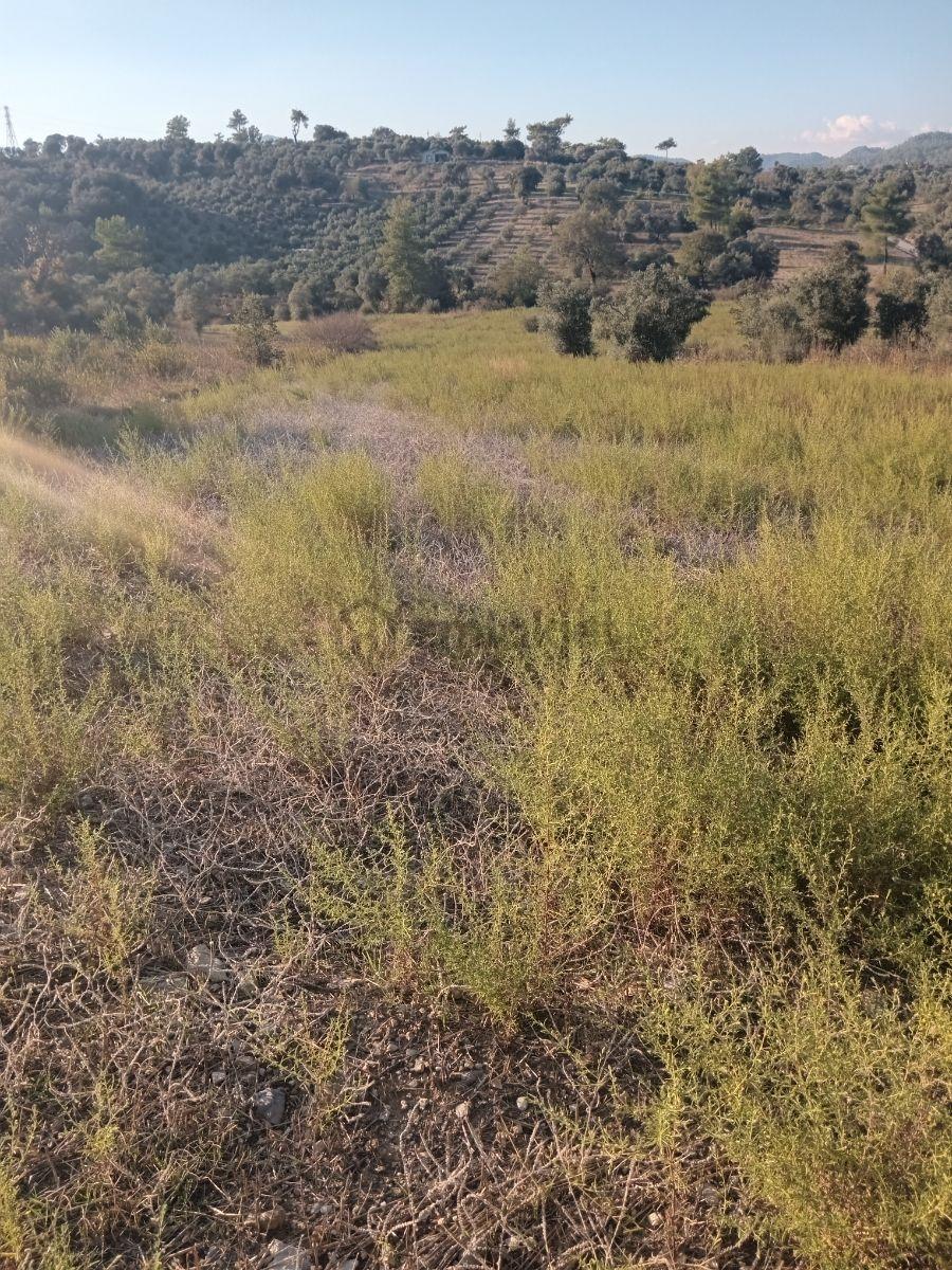 Dalaman Kayadibi Mah. Satılık 3500m² Tarla - 10