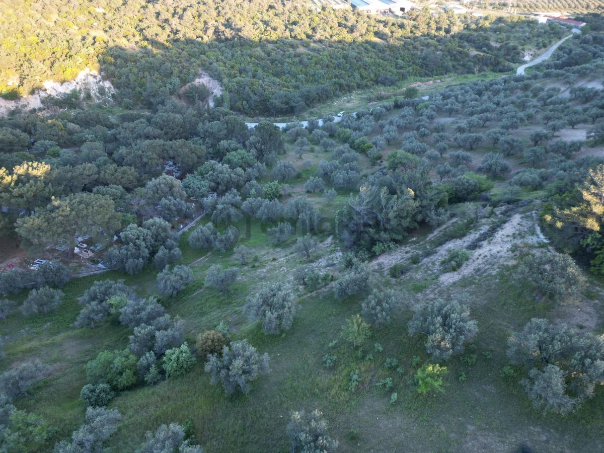 Yola Çift Cepheli 16 Dönüm Zeytinlik - 21