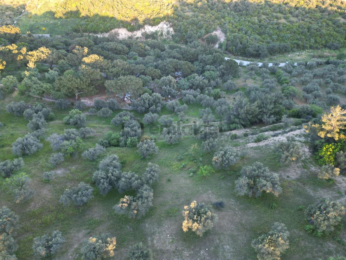 Yola Çift Cepheli 16 Dönüm Zeytinlik - 23