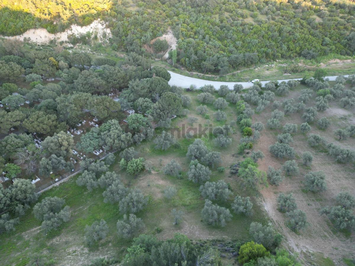 Yola Çift Cepheli 16 Dönüm Zeytinlik - 24