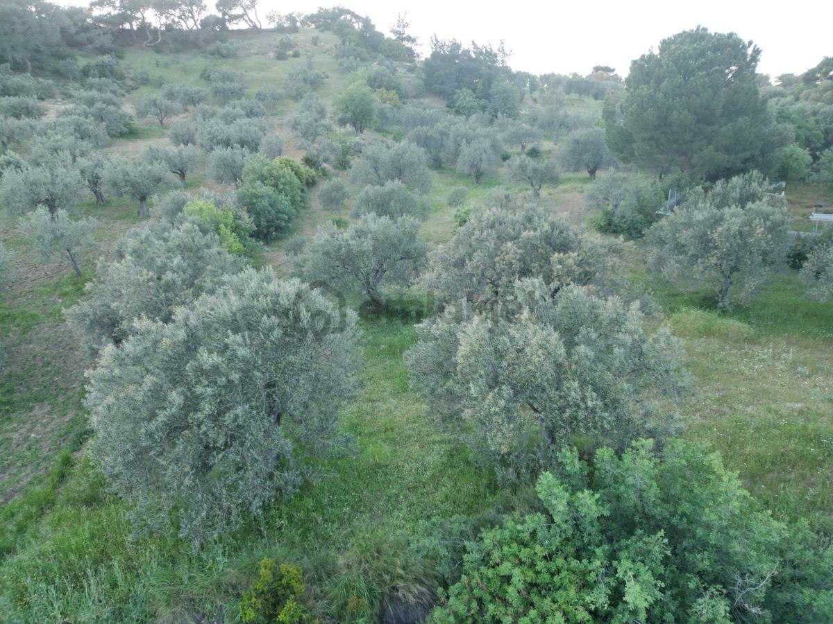 Yola Çift Cepheli 16 Dönüm Zeytinlik - 6