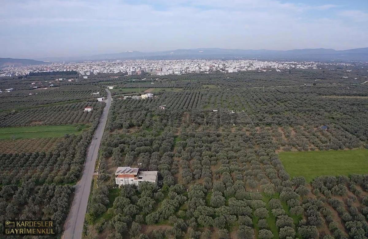 Akhisar Efendi Mahallesinde Satılık Zeytinlik - 8