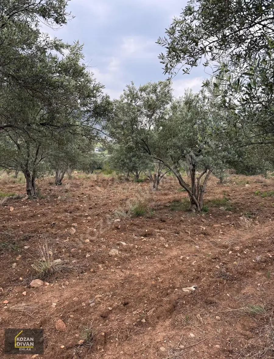 Kozan Divan Emlak'tan Ağlıboğaz'da Köşe 694 M2 Arsa - 4