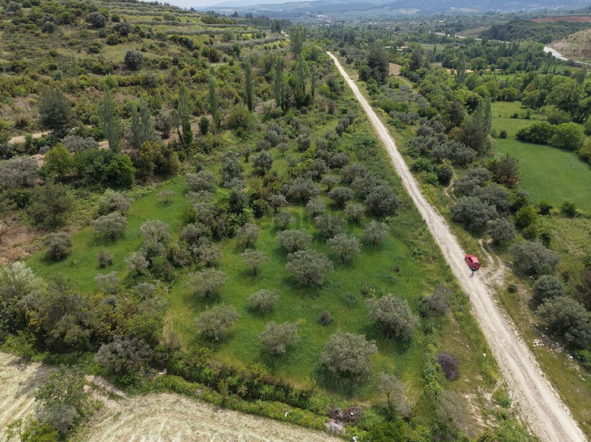 Karacasu Yenice Zeytinlik - 2