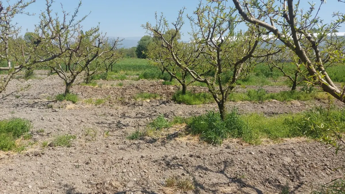 Tahtalı Da 930 M2 Tek Tapu Şeftali Bahçesi - 19