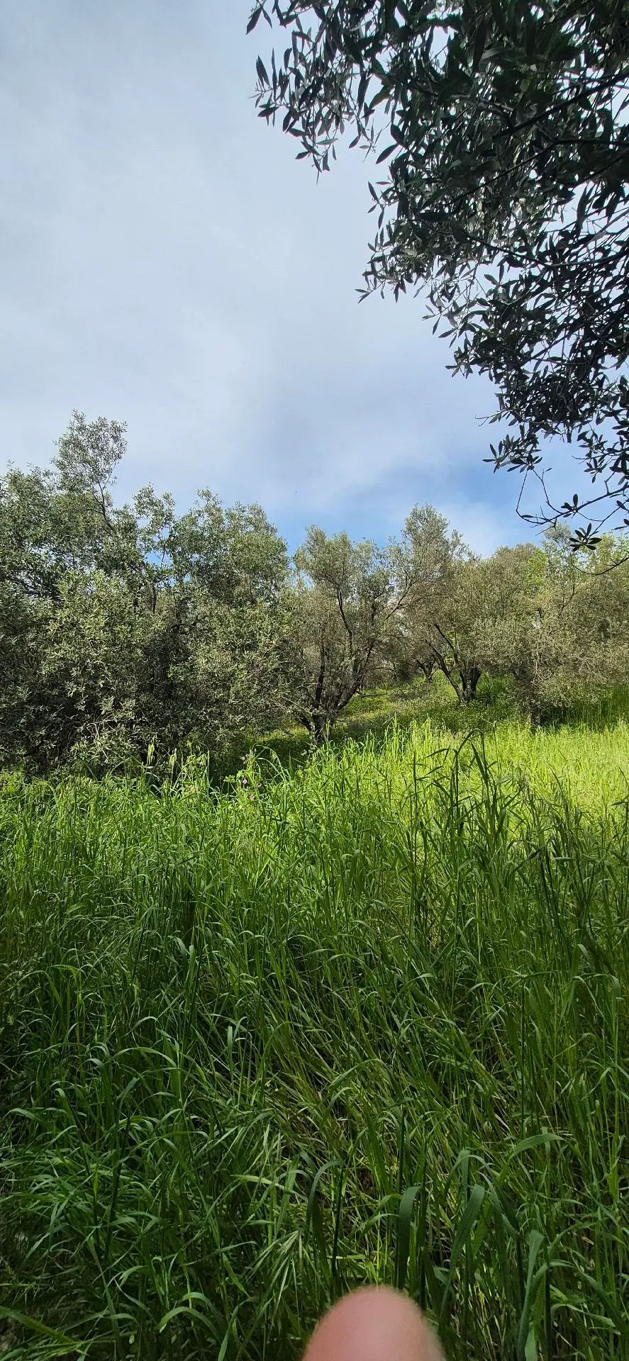 Bornova Beşyol Da Satılık Zeytinlik Tarla - 8