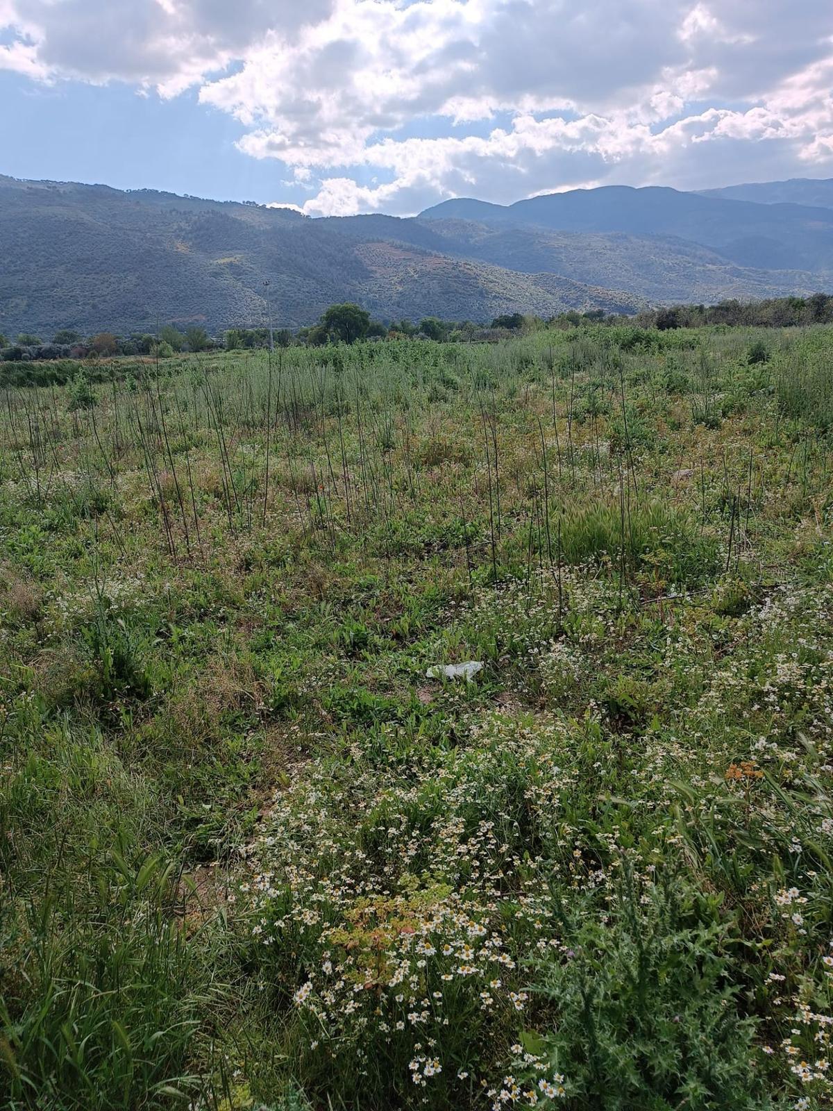 Kupon Tarla - 3