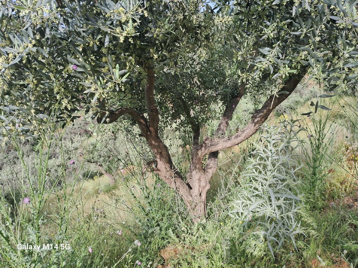 Sahibinden Satılık Zeytin Ağacı - 5