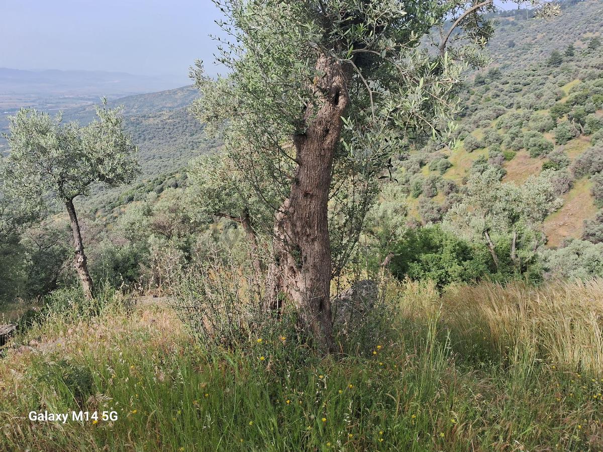 Sahibinden Satılık Zeytin Ağacı - 8