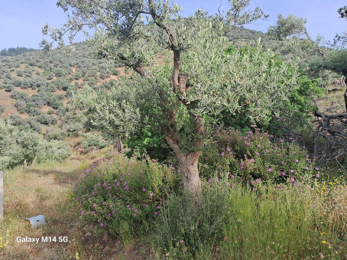 Sahibinden Satılık Zeytin Ağacı - 13