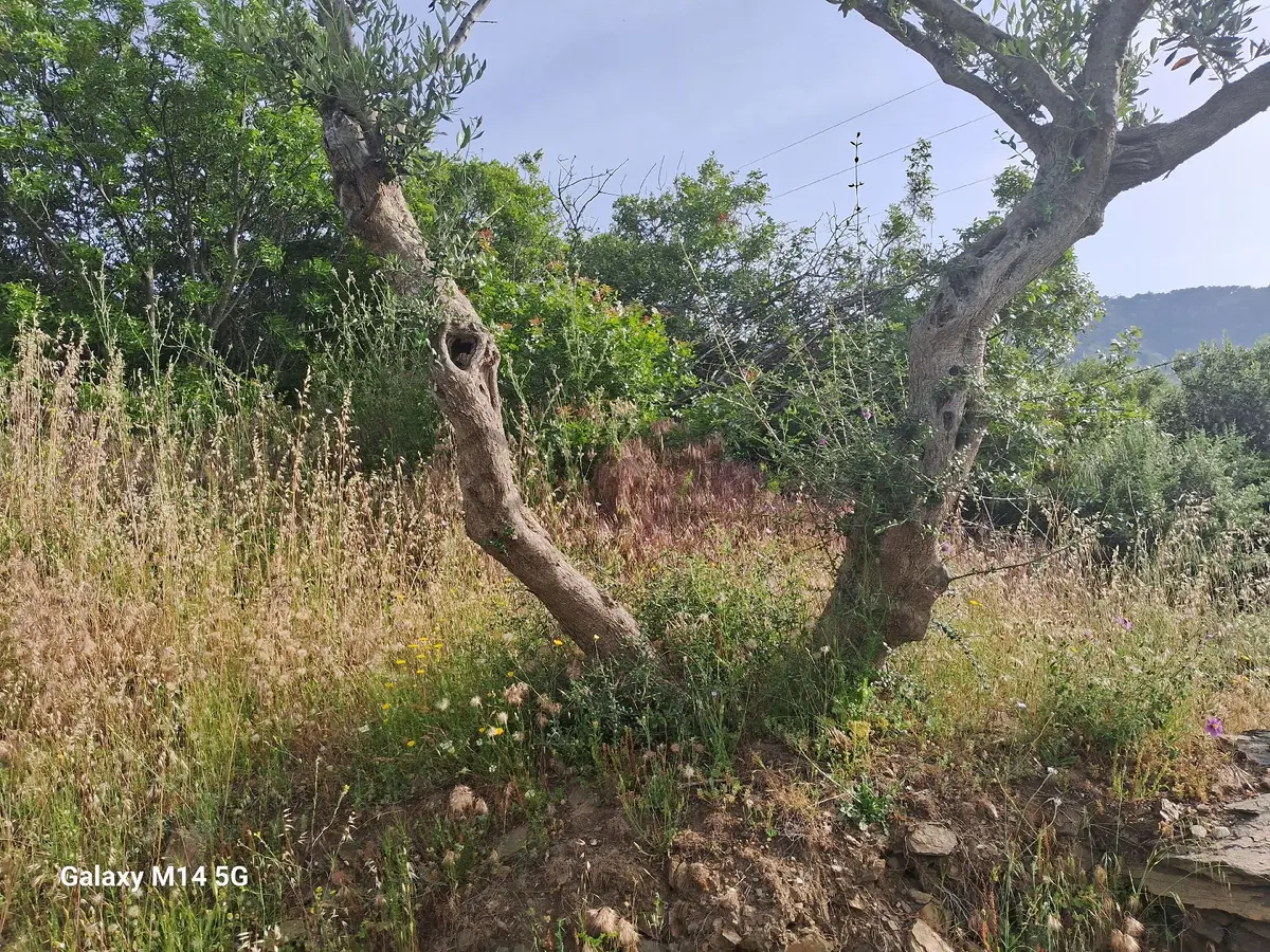 Sahibinden Satılık Zeytin Ağacı - 16