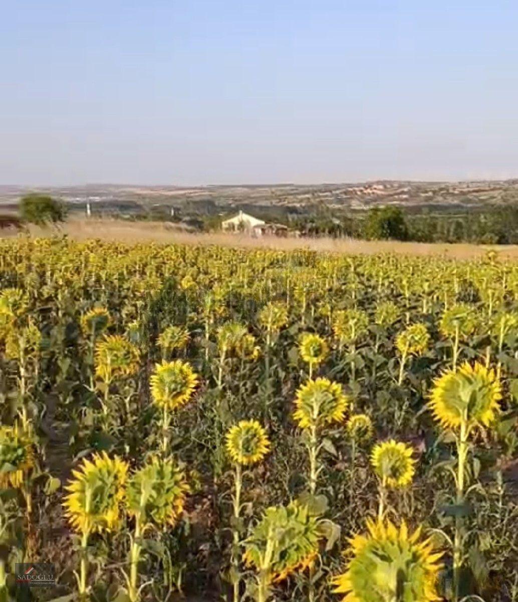 Koyunbaba'da 2.400 M2 Satılık Arazi - 6