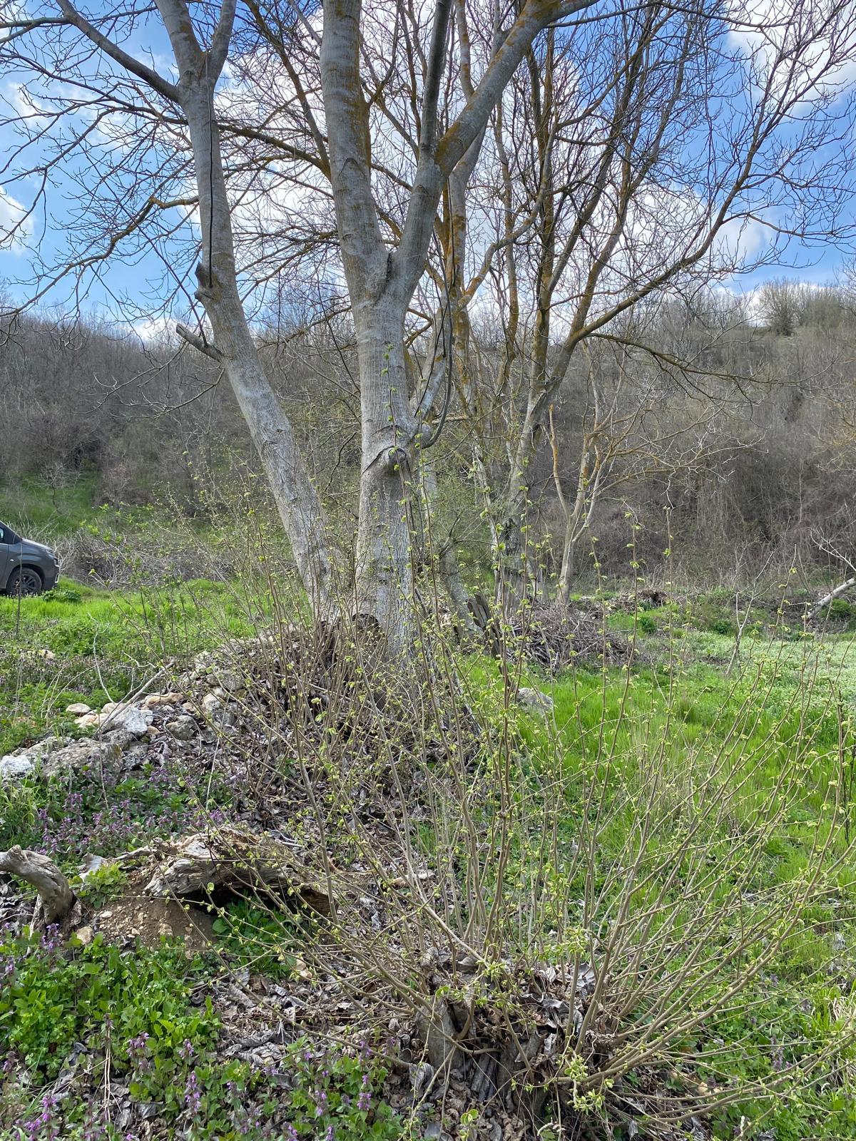 Kırklareli'nde Satılık Müthiş Bahçe... - 11