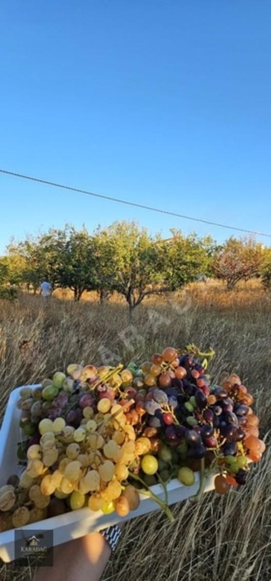Acil! 1950 M² Arsa İçerisinde 2 Katlı Müstakil Ev Yola Cephe - 25