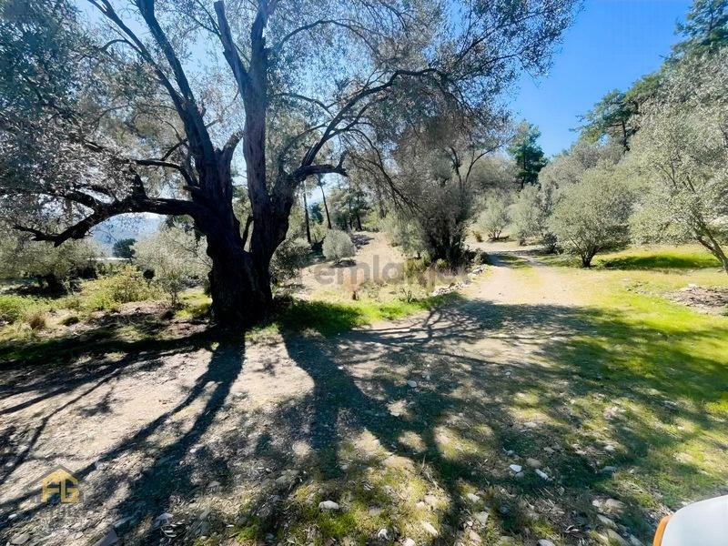 Acil! Fethiye Yakacıkda 909m2 Satılık Tarla - 3