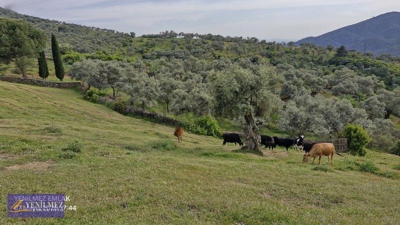Yerleşim Yeri Bitişiği Satılık Arazi - 5
