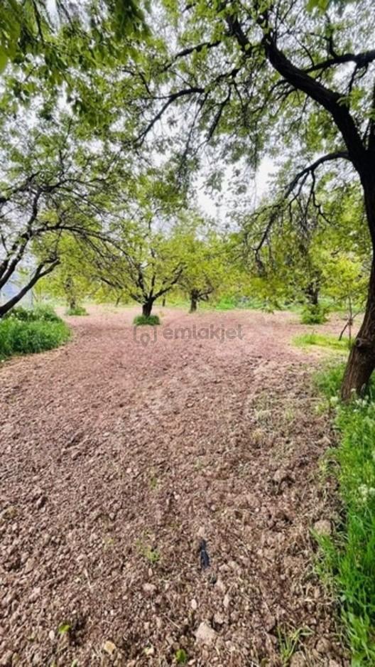 Bahçe Başında Acil Satılık 11.245 M2 Bahçe - 21