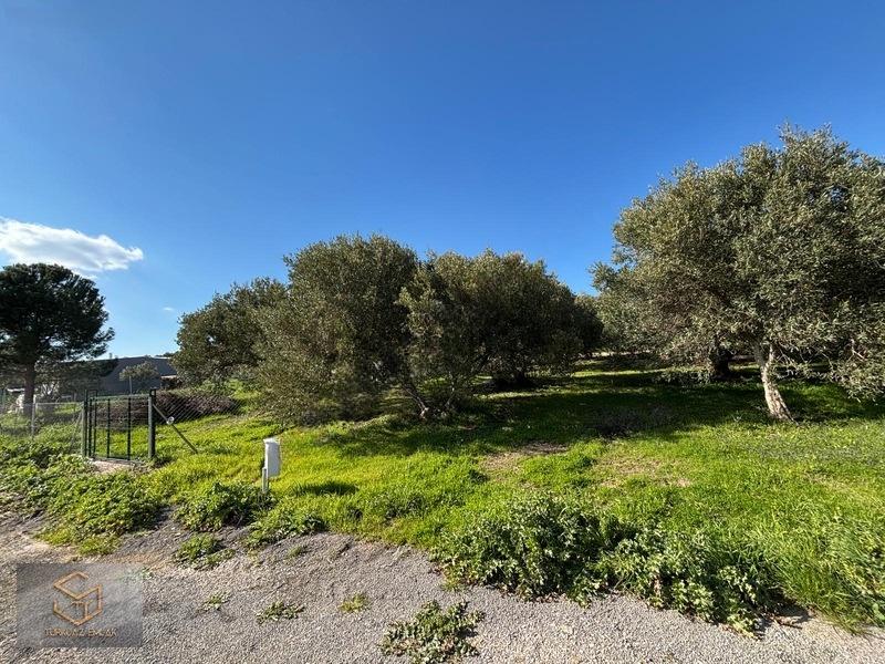 Menemen İğnederede Satılık 270 M2 Satılık Hobi Bahçesi - 5