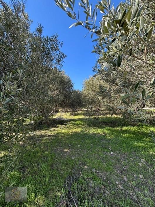Menemen İğnederede Satılık 270 M2 Satılık Hobi Bahçesi - 15