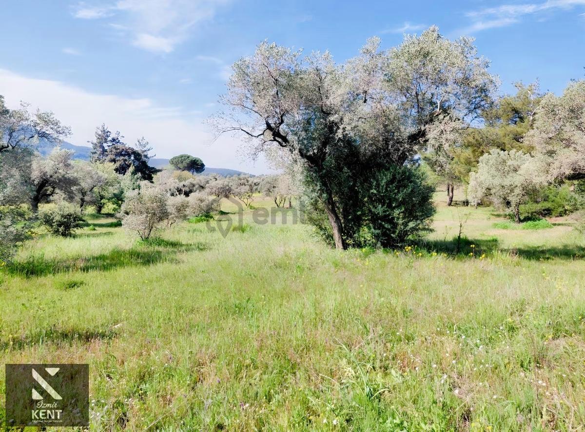 Kemalpaşa Dereköy'de Satılık 4850 M2 Bahçe - 30