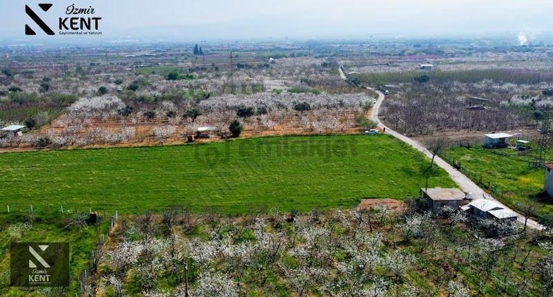 Kemalpaşa Ören 75. Yıl Satılık 8770 M2 Tek Tapu Tarla - 10