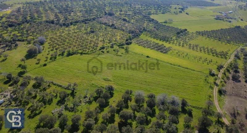 Samurluda 10500m2 Satılık Yolu Olan Tarla - 26