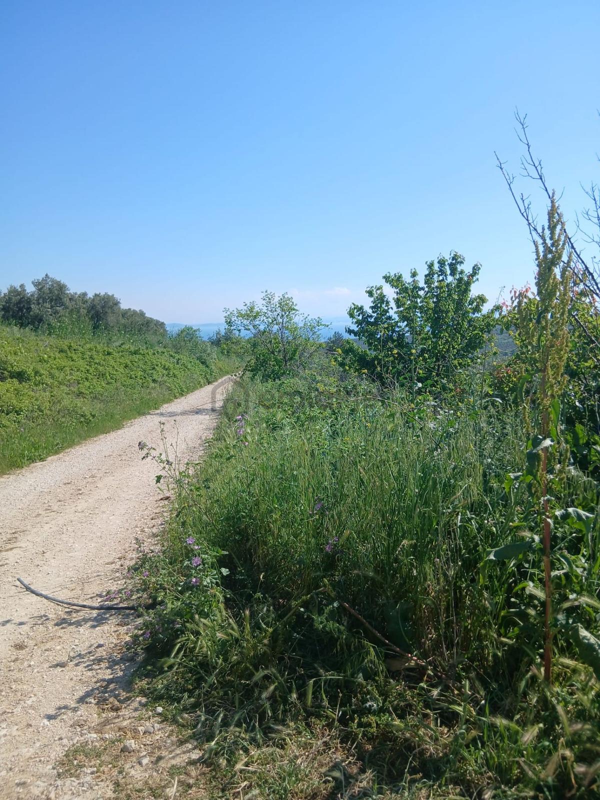 Deniz Manzaralı Satılık Zeytinlik - 7
