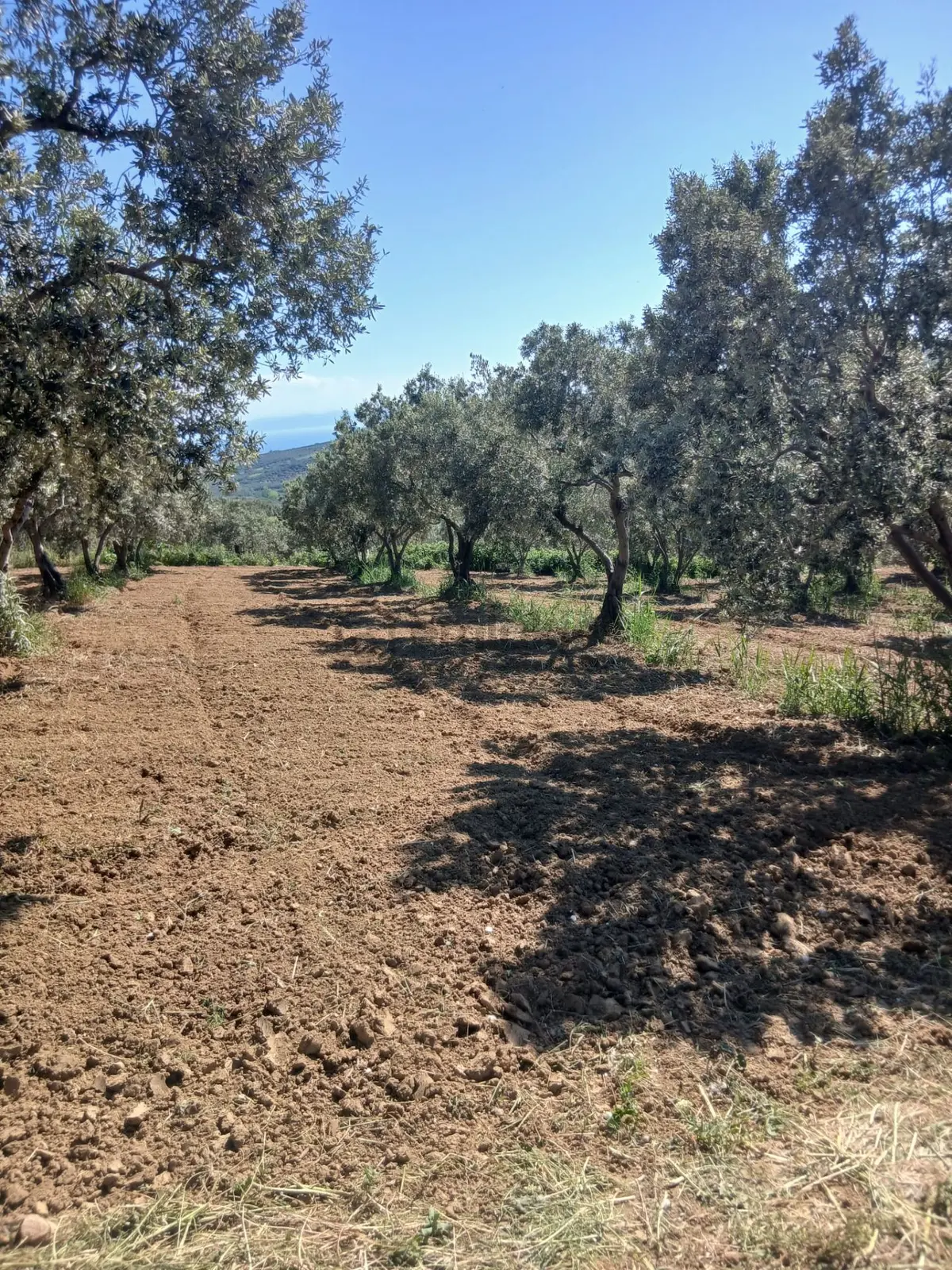 Deniz Manzaralı Satılık Zeytinlik - 3