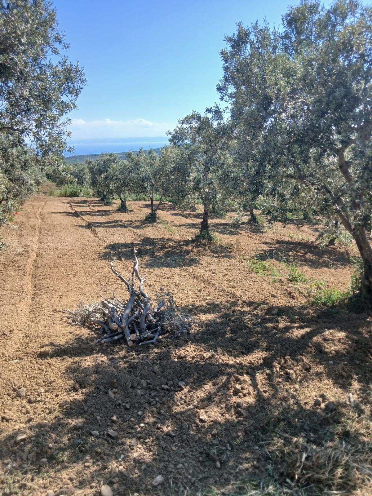 Deniz Manzaralı Satılık Zeytinlik - 4