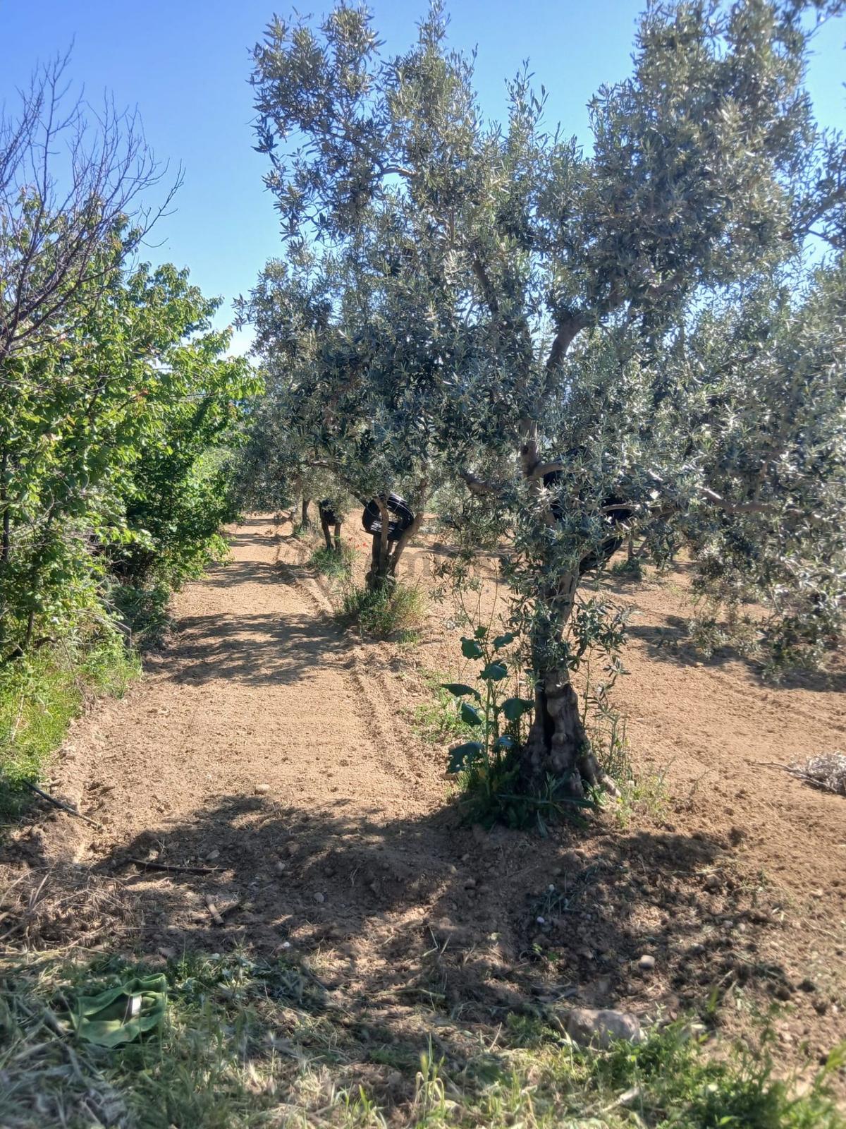 Deniz Manzaralı Satılık Zeytinlik - 5