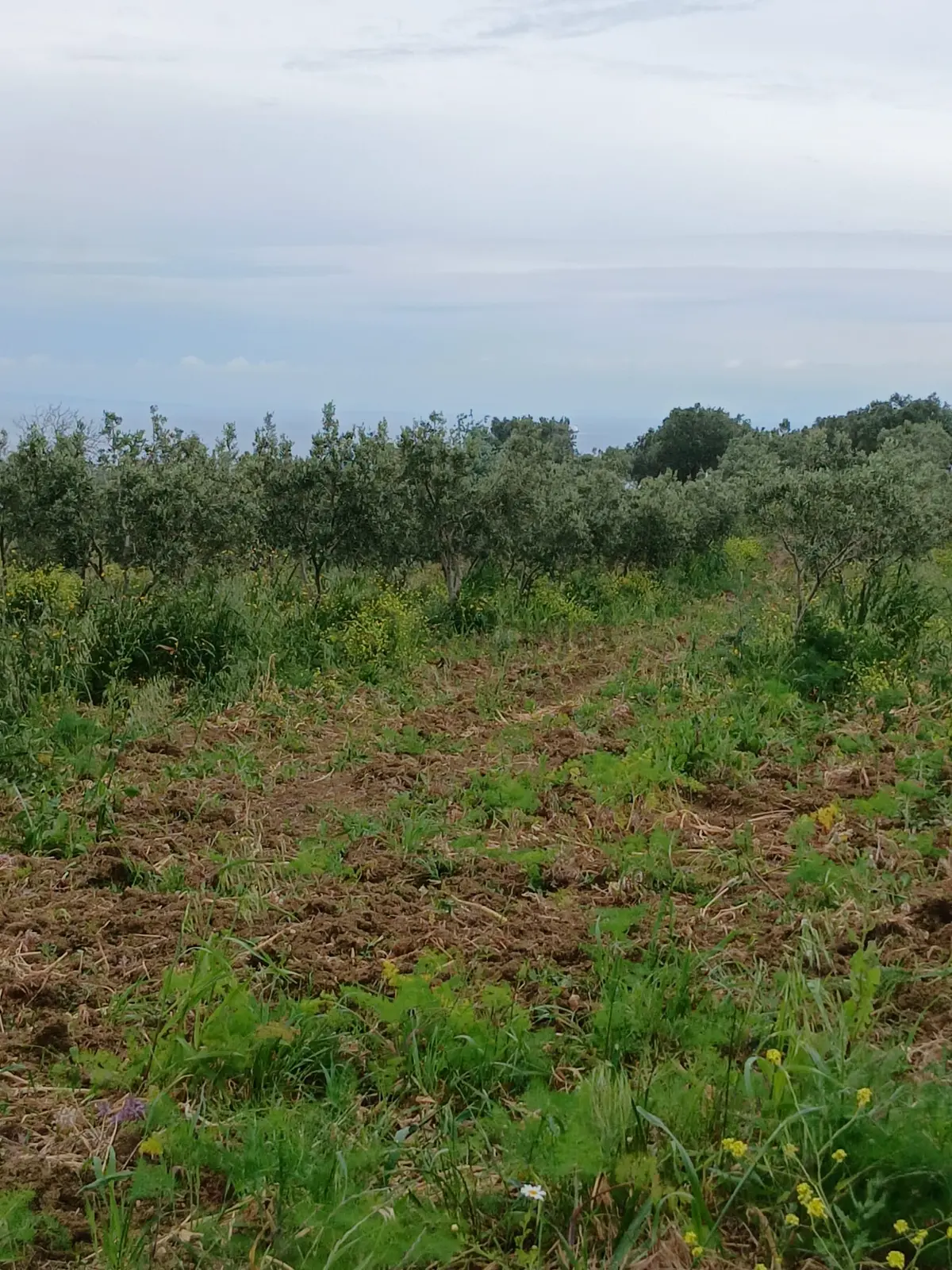 Avcı Gayrimenkulden Deniz Manzaralı Satılık Zeytinlik - 4