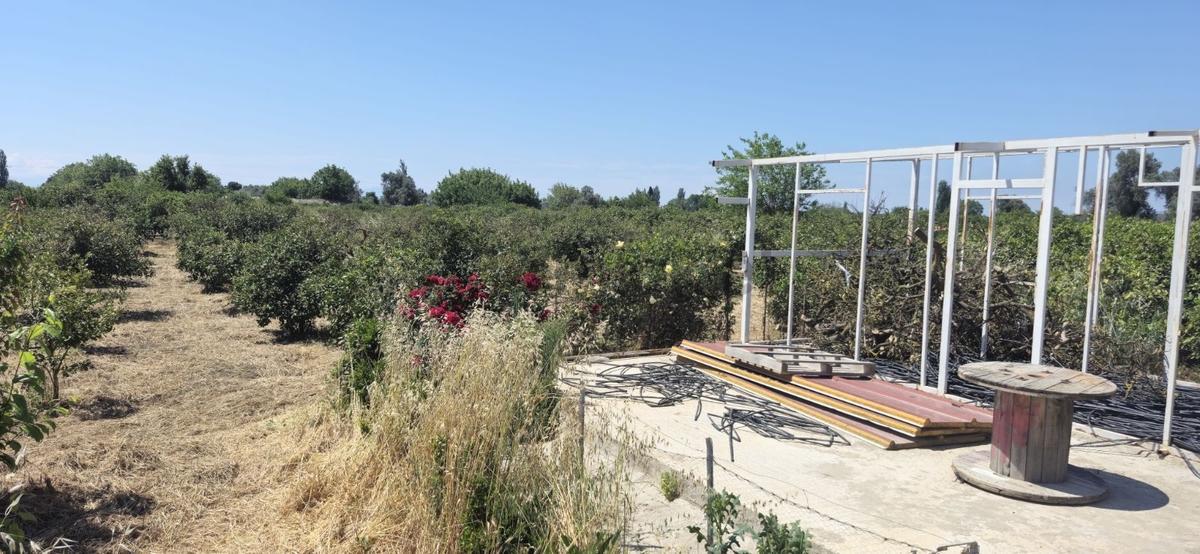 Hıdırlık Mah. Merkeze Yakın 2 Tapudan Oluşan Mandalina Bahçesi - 11
