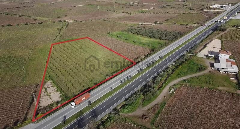 Ankara Asfaltına Cepheli 11180 M2 Zeytinlik - 4