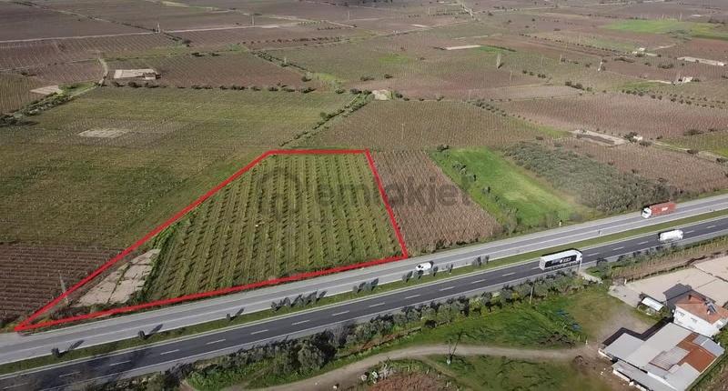 Ankara Asfaltına Cepheli 11180 M2 Zeytinlik