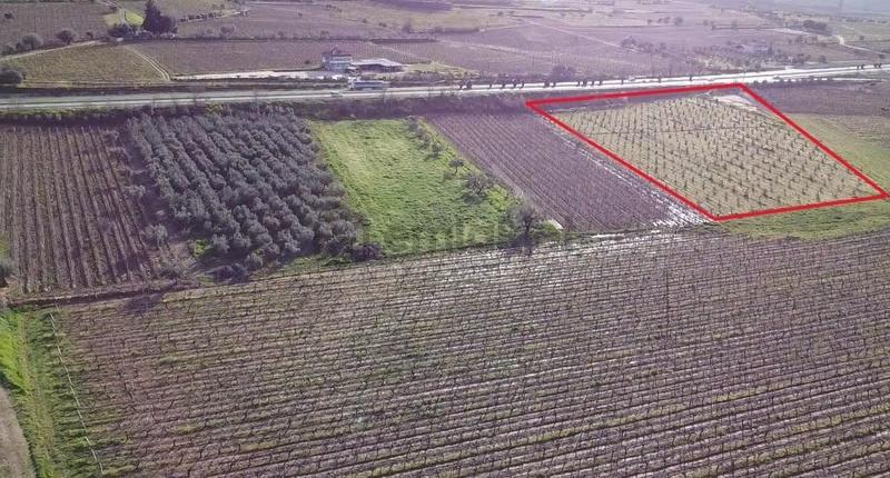 Ankara Asfaltına Cepheli 11180 M2 Zeytinlik - 16