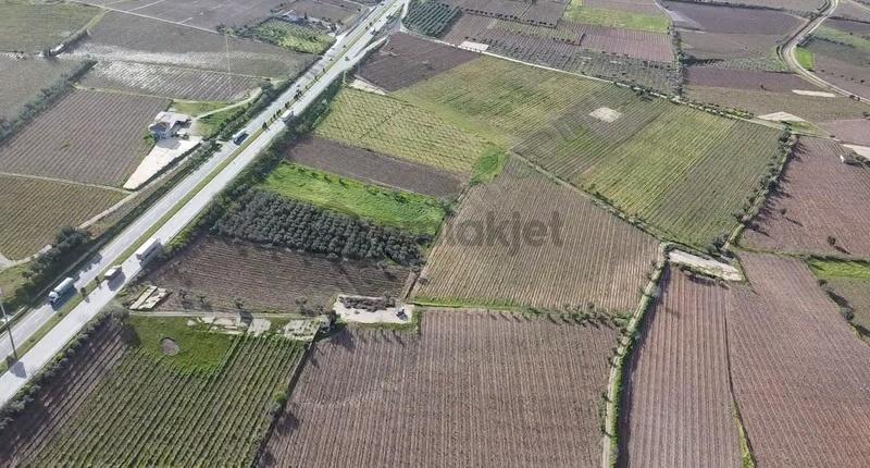 Ankara Asfaltına Cepheli 11180 M2 Zeytinlik - 18